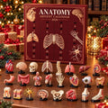 Anatomy 2026 Christmas Advent Calendar Human Organ And Skeleton Graphic Ornaments Gifts For Doctor - Gearneko