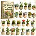 Succulents Cacti Advent Calendar 2026 24 Day Festive Countdown Best Gifts For Succelents Lovers